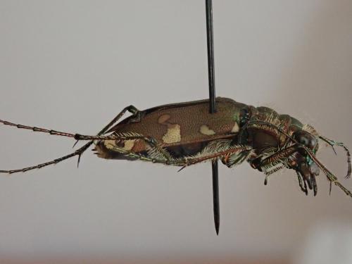 Réf. 232 395 : Cicindela sylvicola
