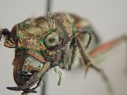 Réf. 232 396 : Cicindela sylvicola