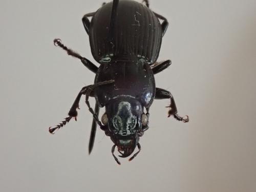 Réf. 232 400 : Pterostichus melanarius