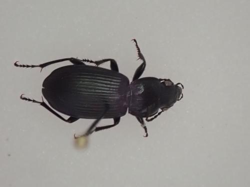 Pterostichus melanarius