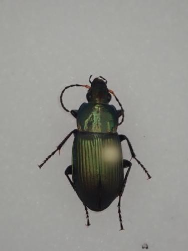 Réf. 232 573 : Poecilus sp.