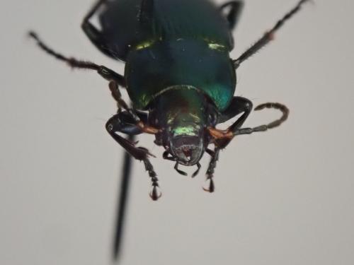 Réf. 232 574 : Poecilus sp.