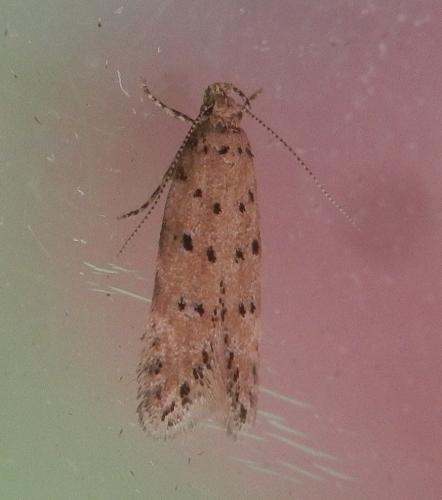Réf. 232 482 : Pseudotelphusa paripunctella