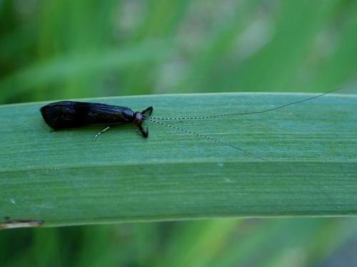 Réf. 232 980 : Mystacides sp.