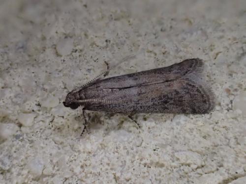 Réf. 232 663 : Phycitinae inconnu