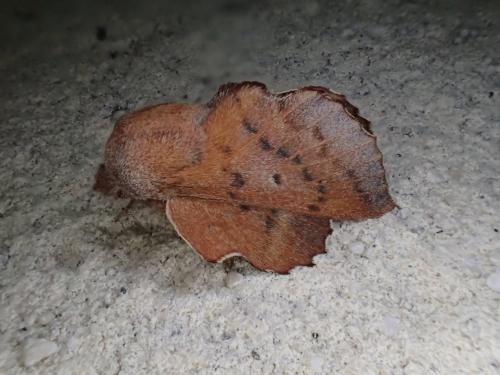 Phyllodesma sp.