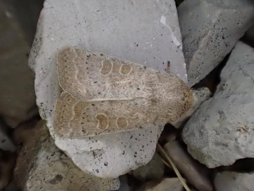 Hoplodrina ambigua