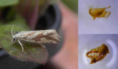 Réf. 232 901 : Thiodia citrana