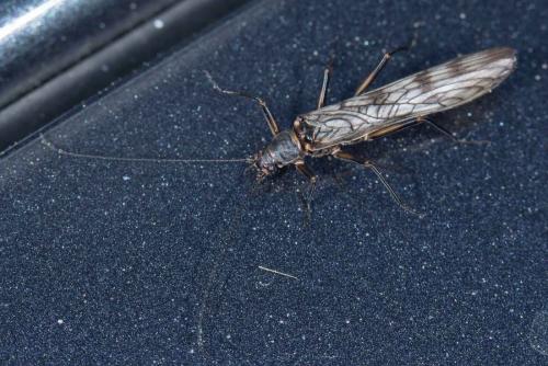 Brachyptera risi