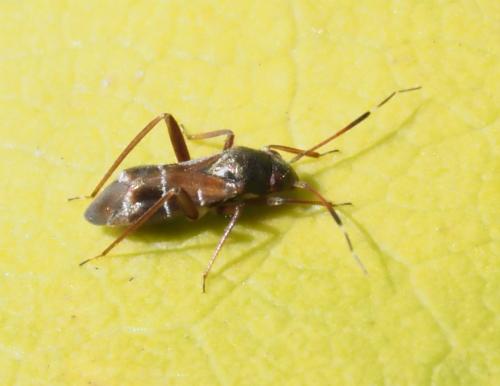 Réf. 232 830 : Pilophorus perplexus