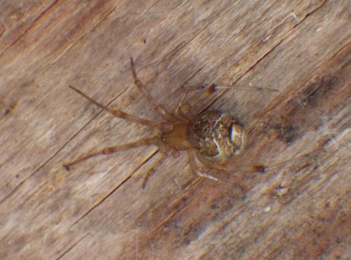 Parasteatoda tepidariorum