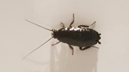 Loboptera sp.