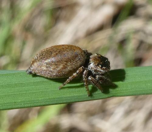 Réf. 232 685 : Evarcha sp.