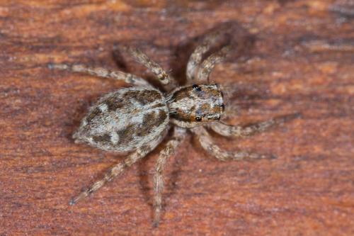 Réf. 232 044 : Plexippus paykulli