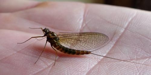 Siphlonurus sp.