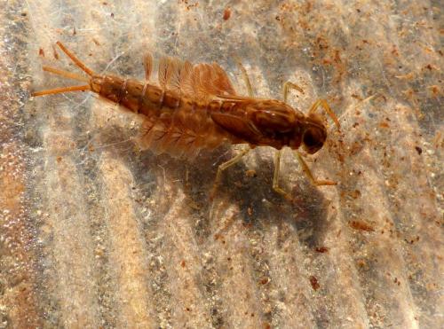 Siphlonurus sp.