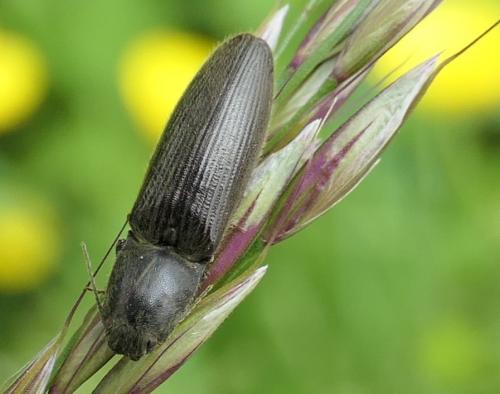 Réf. 232 694 : Athous haemorrhoidalis