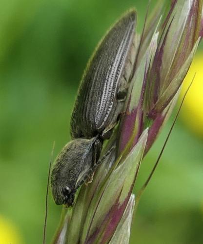 Réf. 232 696 : Athous haemorrhoidalis