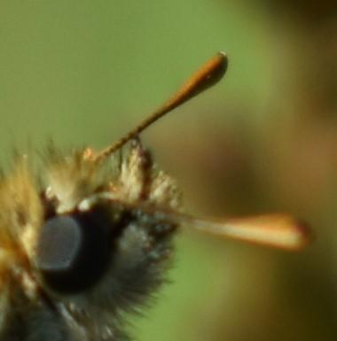 Réf. 232 935 : Thymelicus sylvestris