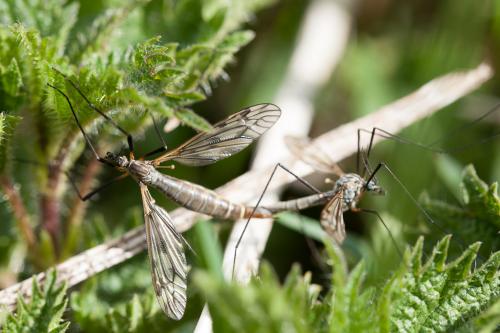 Réf. 232 457 : Tipula sp.