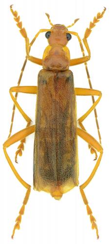 Réf. 232 230 : Armidia unicolor