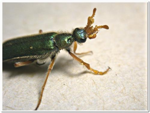 Réf. 232 267 : Cerocoma schaefferi