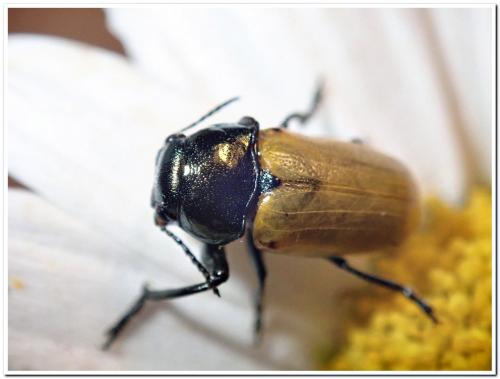 Réf. 232 472 : Labidostomis sp.