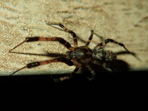 Zosis geniculata