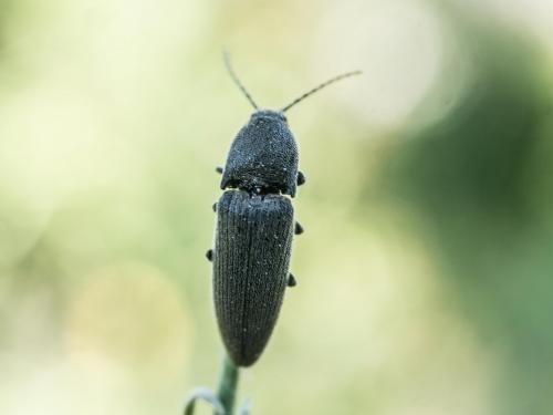 Melanotus sp.