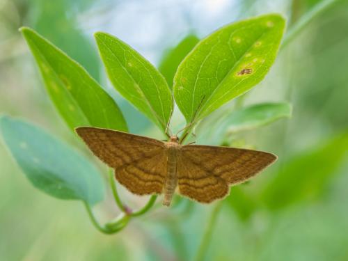 Réf. 232 435 : Idaea ochrata