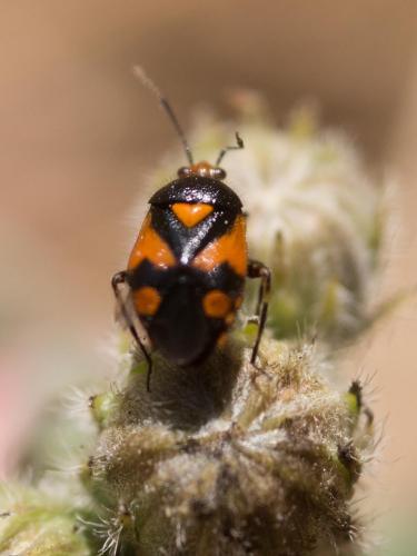 Réf. 232 429 : Deraeocoris schach