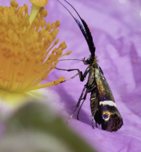 Adela australis
