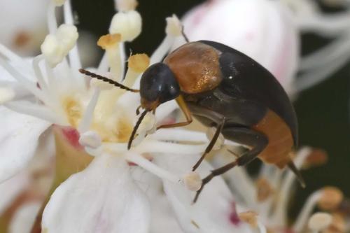 Mordellochroa abdominalis