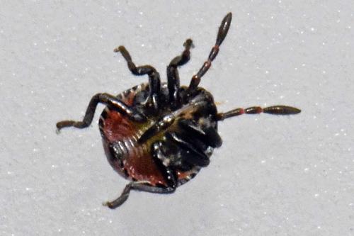 Palomena prasina