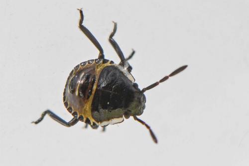 Palomena prasina