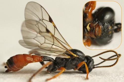 Tryphon sp.