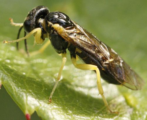 Aneugmenus coronatus