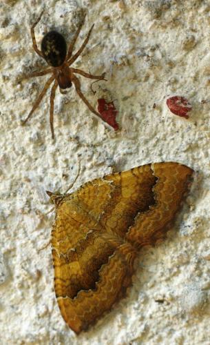 Camptogramma bilineata