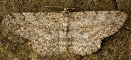 Réf. 232 241 : Hypomecis punctinalis