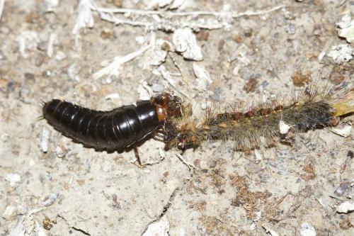 Réf. 232 852 : Dendroxena quadrimaculata