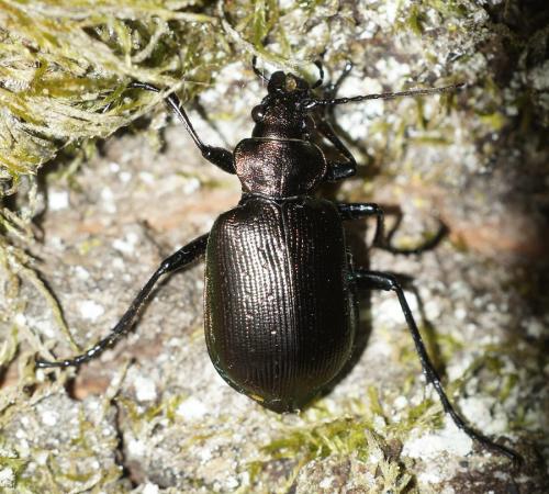 Réf. 232 965 : Calosoma inquisitor