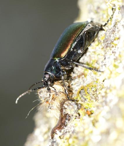 Calosoma sycophanta
