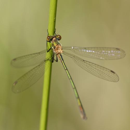Réf. 232 983 : Lestes sponsa