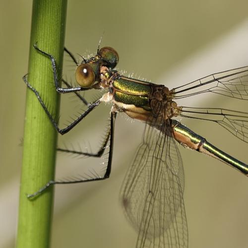 Réf. 232 985 : Lestes sponsa