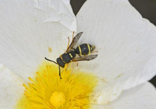 Réf. 232 321 : Eumeninae inconnu