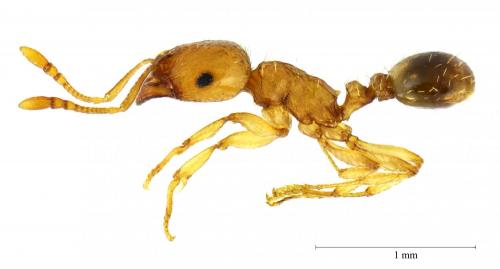 Tetramorium semilaeve