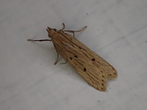 Acompsia sp.