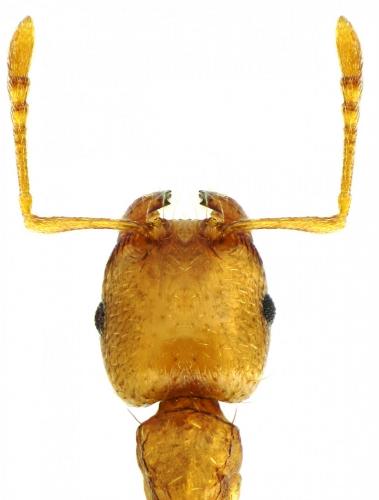 Réf. 232 403 : Tetramorium semilaeve