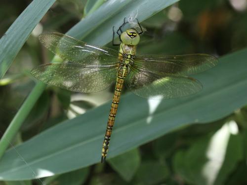 Aeshna affinis