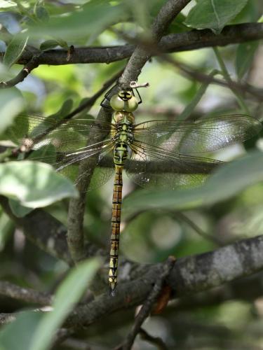 Aeshna affinis